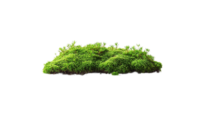 patch of lush green moss against a clean png