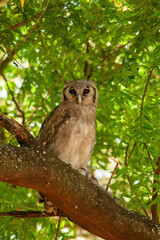 Verreaux's eagle-owl (Bubo lacteus) perching quietly in dense green foliage. Tropical forest canopy creates soft speckled light. The deep black eyes form a haunting focal contrast in the green canopy.