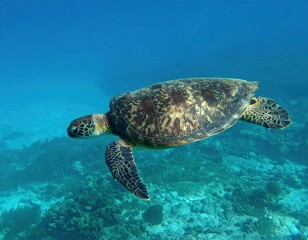 Obraz premium Sea Turtle Swimming In Turquoise Water