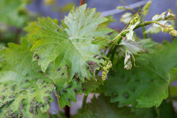 Green grape leaves infected with pests or disease in a natural garden setting.