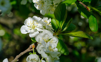 blooming blackthorn flowers on a blurred background
