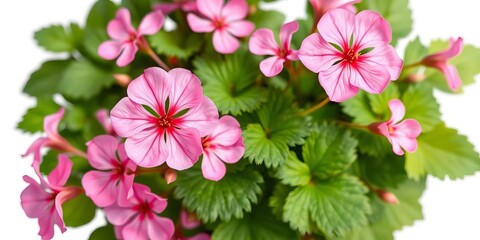 Naklejka premium Delicate pink geranium blossoms and lush green foliage isolated on white, delicate, garden