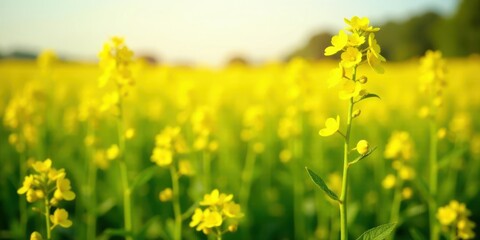 Obraz premium A vibrant field of sunny yellow wildflowers basking in the warm glow of the afternoon sun, a tranquil and idyllic pastoral scene.