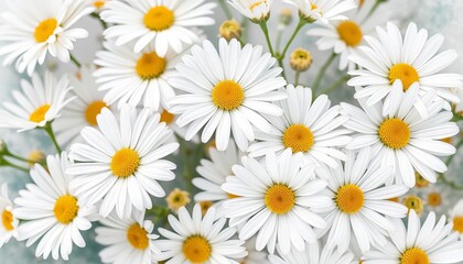 Delicate white daisies watercolor wash, soft floral background ideal for greetings, elegant, design