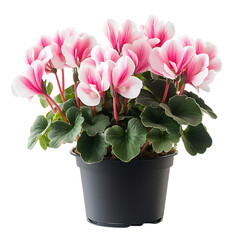 A Delicate Potted Cyclamen with Pink and White Flowers Isolated on Transparent Background