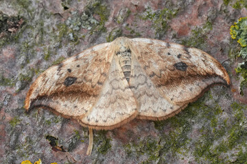 Closeup on a gracious looking pebble hook-tip moth, Drepana falcataria