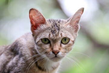 Close up brown cat is sit down and cute in garden