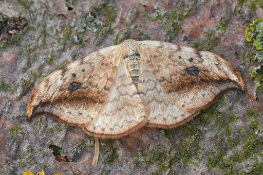 Closeup on a gracious looking pebble hook-tip moth, Drepana falcataria