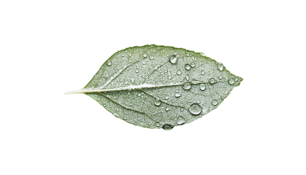 rainy water drop png