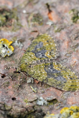 Closeup on a Yellow-barred Brindle geometer moth, Acasis viretata with spread wings