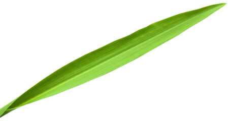 Obraz premium Single vibrant green leaf isolated, transparent background png