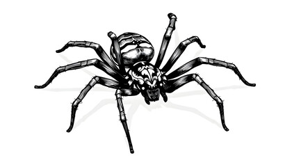Obraz premium Black widow spider illustration nature digital art macro view intricate design