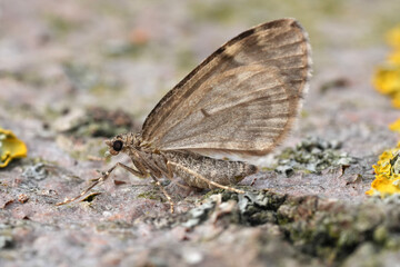 Closeup on a Common Marbled Carpet geometer moth , Dysstroma truncata with closed wings