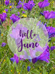 Hello June greeting card with text on a summer meadow with blue purple yellow flowers natural floral background. Summertime concept.Selective focus. 
