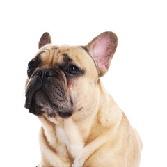 Obraz premium Adorable French bulldog dog on white background
