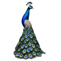 Obraz premium Peacock wearing a queens gown with jeweled tiara as female with curvy body shape in transparent background transparent background isolated png stock