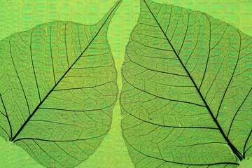 Fototapeta premium Beautiful skeleton leaves on light green textured background, macro view