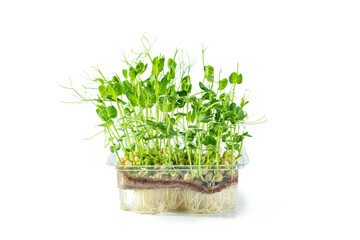 Pea microgreens isolated on white background. Healthy superfood.
