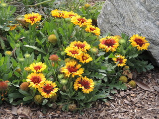 yellow flowers in the garden