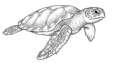 Fototapeta premium Detailed Sea Turtle Line Art Illustration on White Background