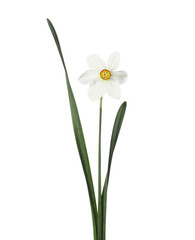 One beautiful daffodil with leaves isolated on white