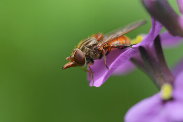 Closeup on a Common red snout-fly, Rhingia campestris on a purple wallflower