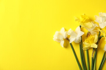 Beautiful daffodils on yellow background, flat lay. Space for text