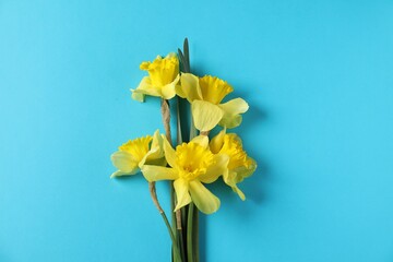Beautiful daffodils on light blue background, top view
