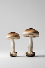 Isolated edible brown boletus mushrooms, a natural food ingredient, are shown in a closeup on a black background