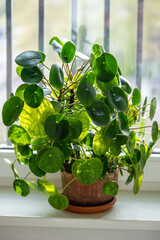 Pilea peperomioides in clay pot, lush bush of Chinese money plant on windowsill at home. Decorative...