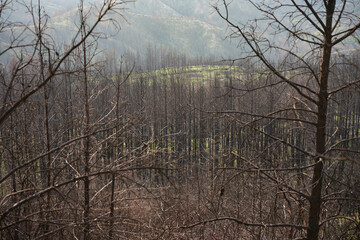 Obraz premium Burnt Forest in Gallipoli, Canakkale, Turkiye