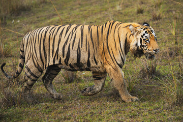 Male Royal Bengal Tiger on prowl in natural habitat of Tadoba Andhari Tiger Reserve