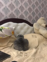 Fototapety na wymiar - Fototapeta24.pl