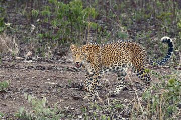 Leopard on prowl in its natural habitat of Tadoba National park
