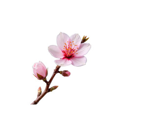 Naklejka premium Almond Blossom - Pink Flower and Buds on Black Background