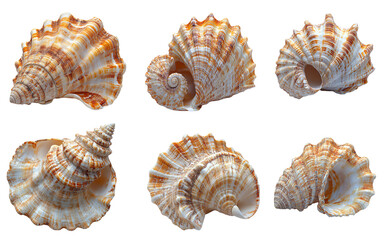 Collection set of  seashell  isolated on transparent white background, clipping path ,png
