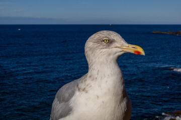 seagull on the rocks