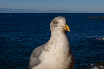 seagull on the rock