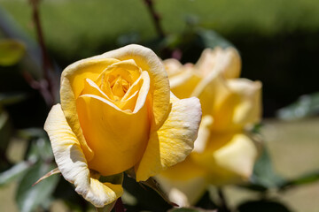 A lone yellow rosebud beginning to bloom under the sun's rays