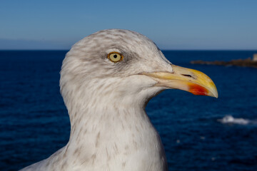 seagull on the beach