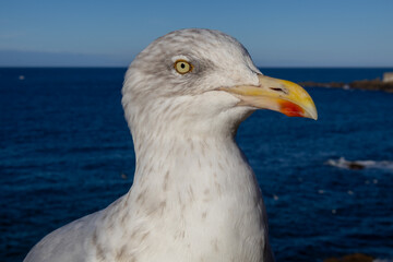seagull on the pier