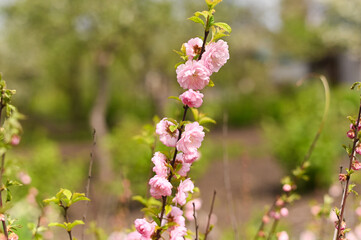 Three - lobed almond tree blooming with pink flowers in spring garden. almonds Decorative branch with vibrant blossoms in natural sunlight. Blossom brings soft and peaceful feeling. peaceful feeling.