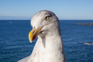 seagull on the pier