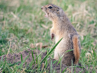 A prairie dog standing on its hind legs with its mouth open