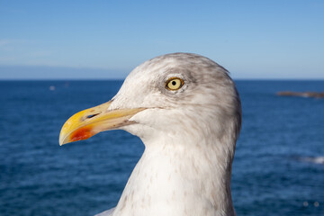 seagull on the beach