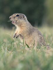 A prairie dog standing on its hind legs on a grassy lawn