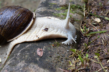Close-up image of a snail of the Megalobulimus species found in the Brazilian Atlantic Forest