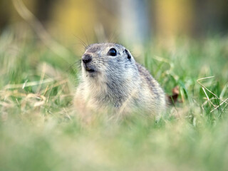 A prairie dog on a grassy lawn