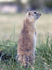 A prairie dog standing on its hind legs on a grassy lawn