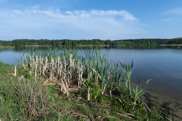 Tranquil lakeside landscape with cattails and trees under blue sky